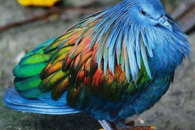 The World’s Most Beautifully Feathered Birds: Nature’s Living Masterpieces