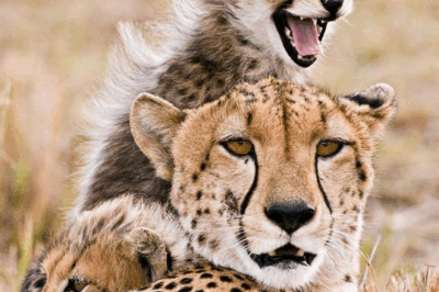 The Cheetah: Nature’s Ultimate Speed Machine