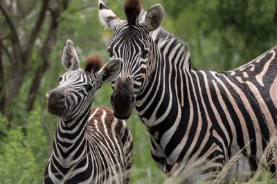 Zebras: The Striped Icons of the African Plains