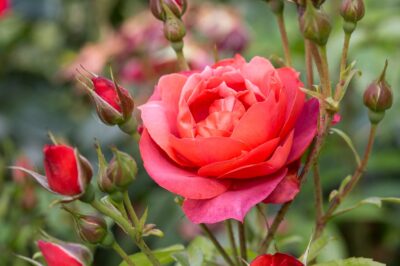 The World of Roses: Exploring the Diversity and Beauty of Rose Varieties