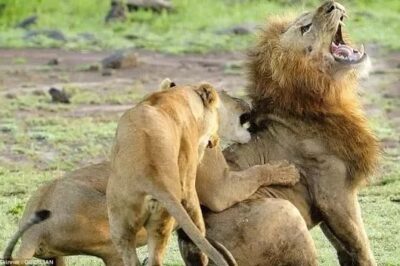 Are Male Lions Afraid of Female Lions? Understanding the Complex Social Dynamics of the King of Beasts