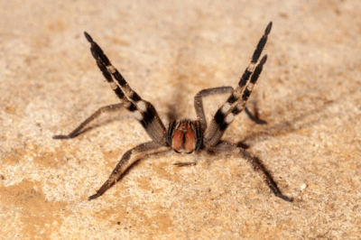 What Is the Most Terrifying Animal on Earth? A Journey Into Nature’s Scariest Creatures