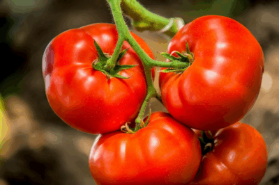 The Benefits of Tomatoes: Nature’s Red Treasure